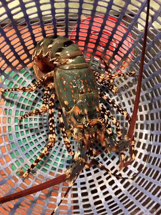 Dây buộc tôm cao cấp